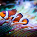 Are Clownfish Bad Swimmers? A Look at Their Swimming Abilities