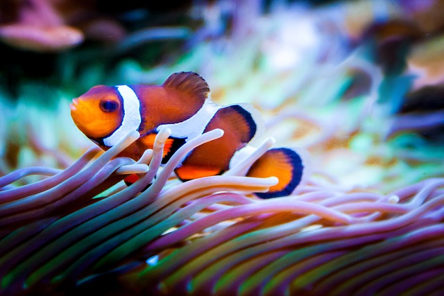 Are Clownfish Bad Swimmers? A Look at Their Swimming Abilities