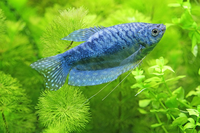 Fish G91586e881 640