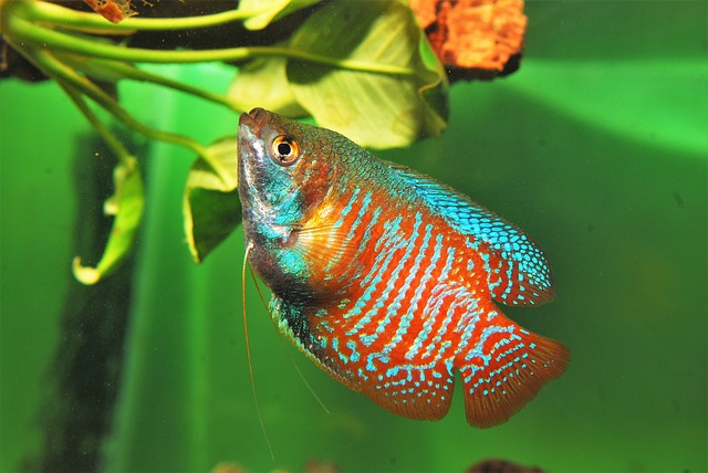 Fish G92cf7ca78 640
