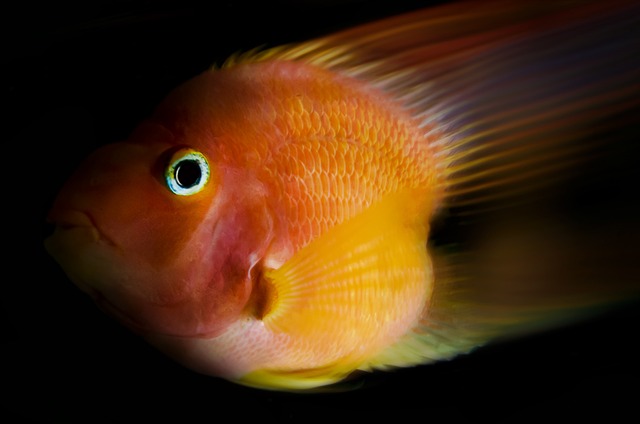 Fish Gc329e2591 640