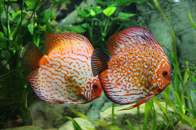 Fishes 1726604 640