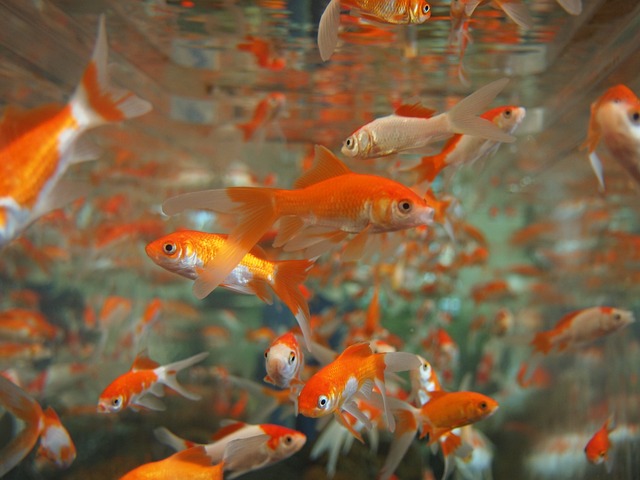 Why Water Changes in an Aquarium are Vital for Fish Health