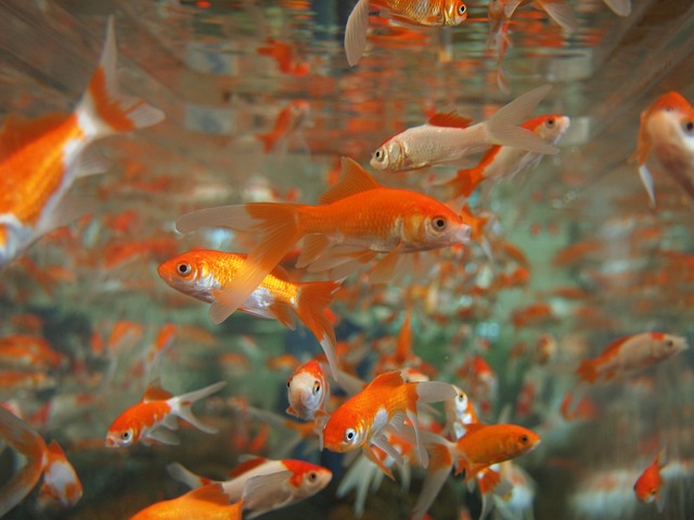 Goldfish Ga84bb8b2d 640