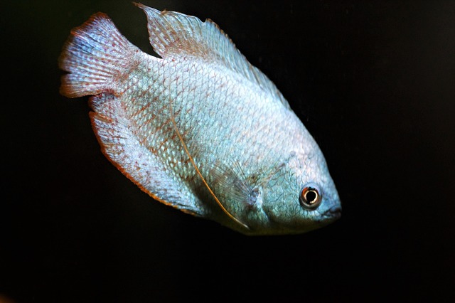 Gourami G482c5b6b7 640