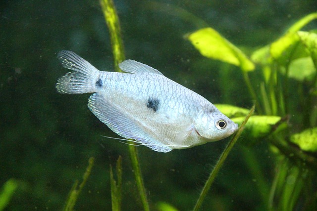 Gourami G6bcdd38fd 640