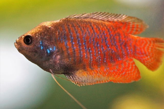 Can Gourami Fish Live with Cichlids: A Comprehensive Guide