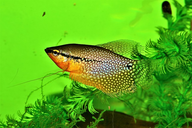 Gourami Pearl G039316f5b 640