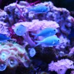 Are Green Chromis Fish Aggressive? Understanding Their Temperament