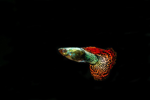 Guppies 3744199 640 (3)