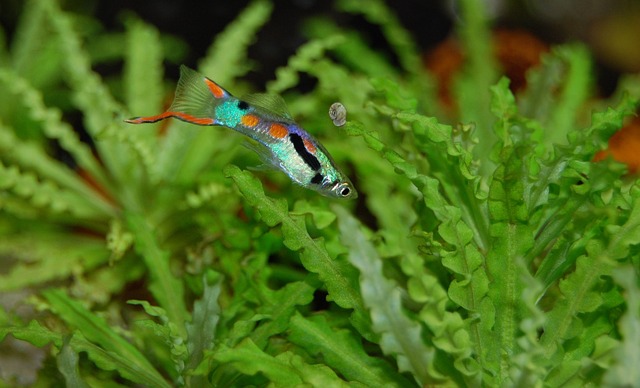 High Bioload of Guppies: What You Need to Know