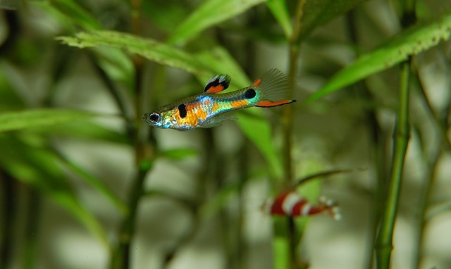 Can Kribensis and Guppies Coexist in the Same Tank?