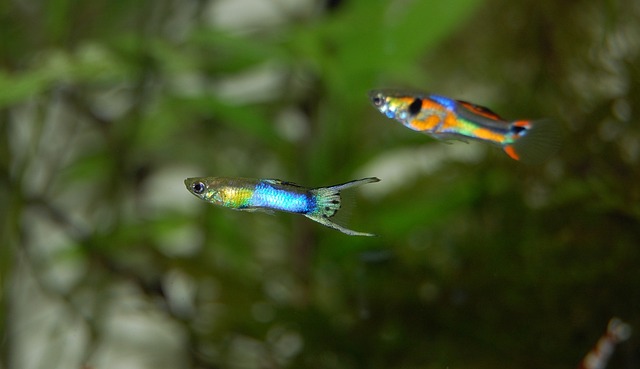 Can Guppies Tolerate Salt in Their Aquarium Water?