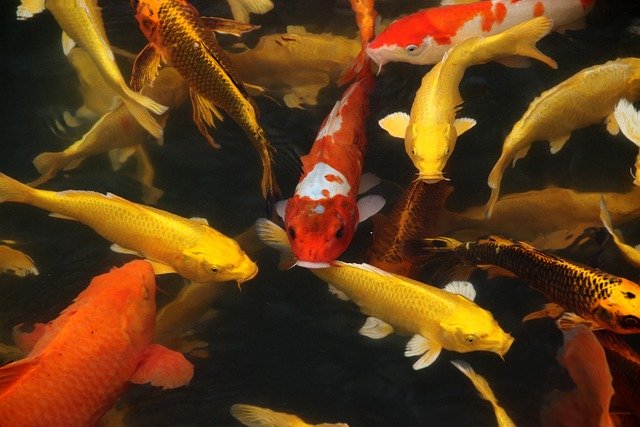 Koi Fish 7071556 640