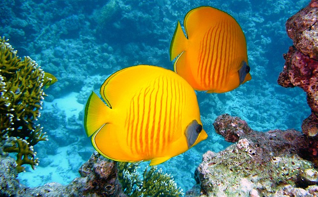 Lemon Butterflyfish 380037 640