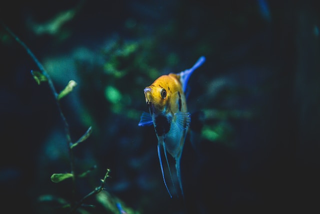 Max Letek V9p84cspogc Unsplash