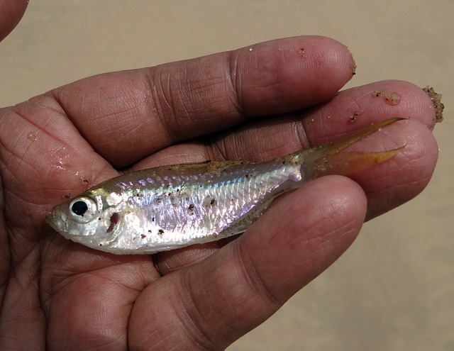 Can Minnows Coexist with Guppies?