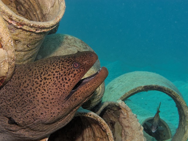 Moray Eel G7636d64b1 640
