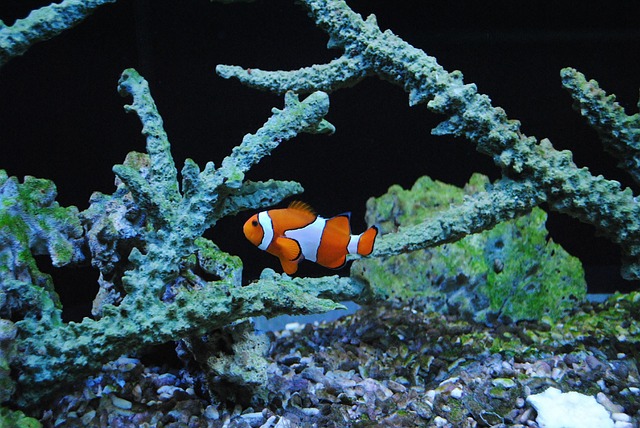 Do Clownfish Eat Coral? A Clear Answer to a Common Question