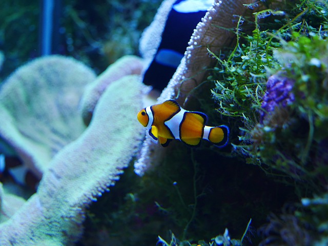 Can Betta Fish Live with Clownfish? A Comprehensive Guide