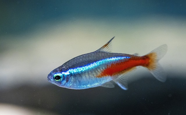 Are Tetras Livebearers: A Quick Guide to Their Reproduction