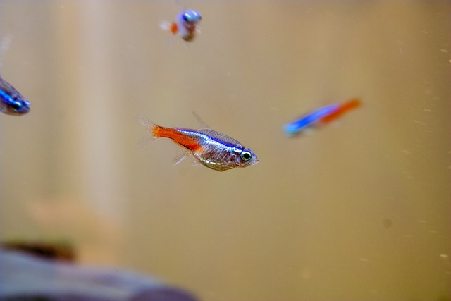 Can Neon Tetras Regrow Their Fins? You Will Be Surprised