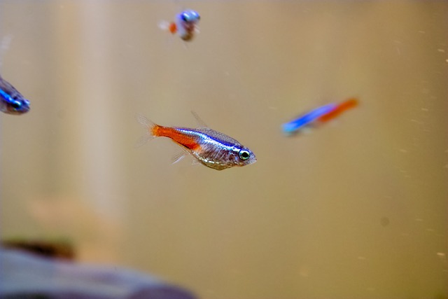 Are Tetra Fish Territorial? A Comprehensive Guide