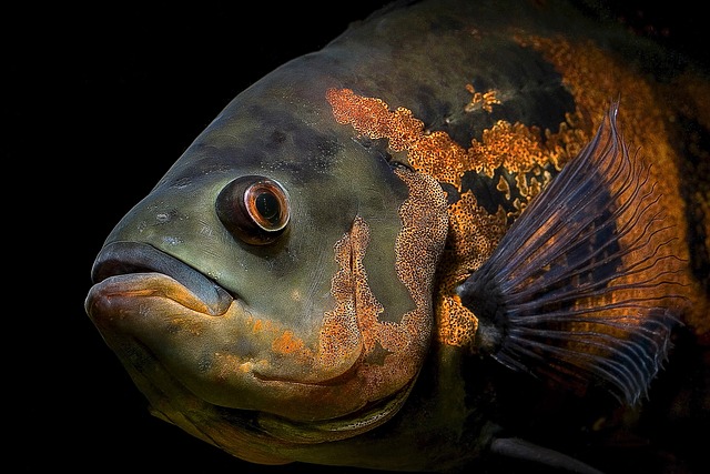 Peacock Cichlid