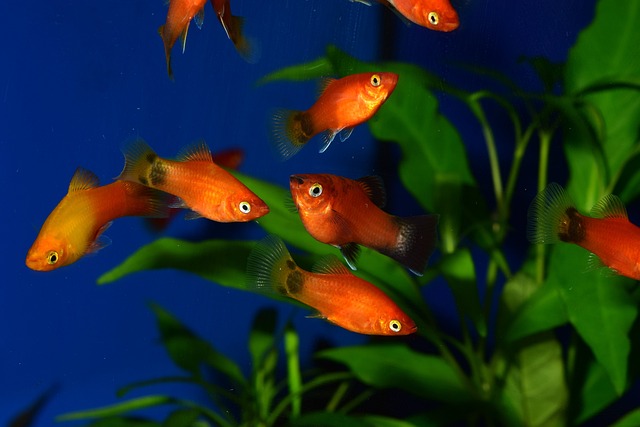 Why Are My Guppies Chasing My Platy? Understanding Fish Behavior