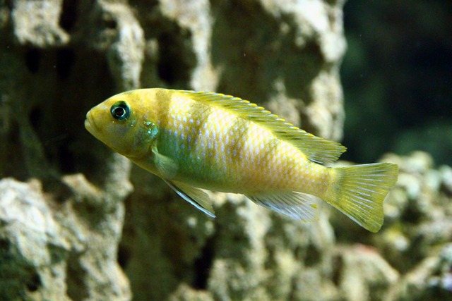 Pseudotropheus Lombardoi G4fd94c296 640