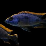 Can You Mix African Cichlids from Different Lakes? Exploring Compatibility and Risks