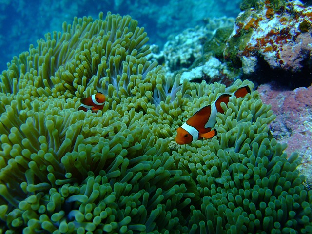 Can Clownfish and Goldfish Live Together? Compatibility Explained
