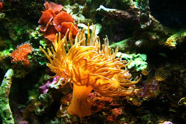 Can Sea Anemones Molt: Understanding Echinoderm Exoskeleton Adaptations