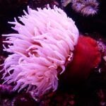 Can Sea Anemones Get Ich? Understanding Marine Parasite Risks