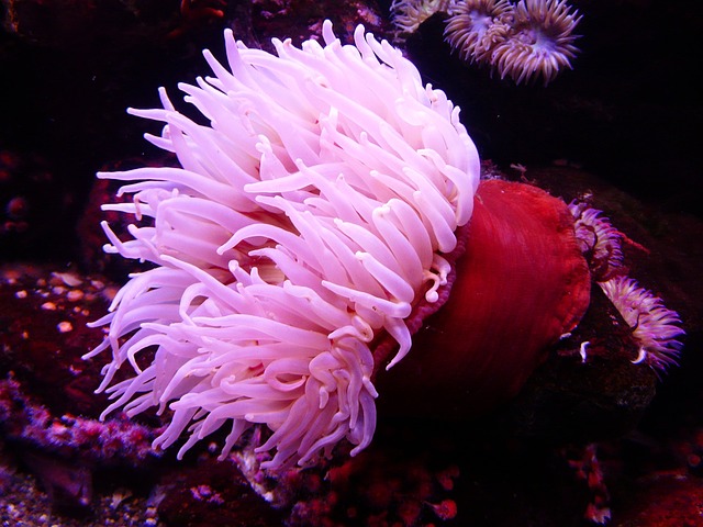 Sea Anemone 4907 640