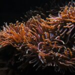 Are Sea Anemones Hard to Care For: Essential Tips for Maintenance