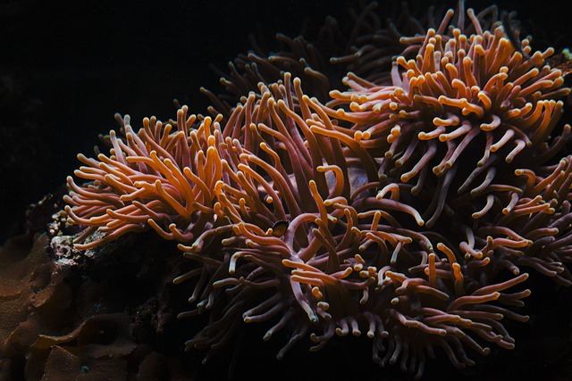 Are Sea Anemones Hard to Care For: Essential Tips for Maintenance