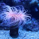 How Fast Do Sea Anemones Grow: Growth Rates and Influencing Factors