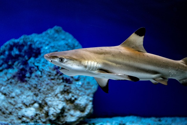 Can Silver Sharks Coexist with Guppies? Find Out Here!