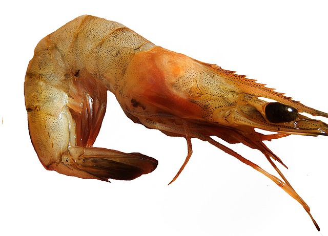 Do Guppies Kill Shrimp? Understanding the Relationship Between Guppies and Shrimp