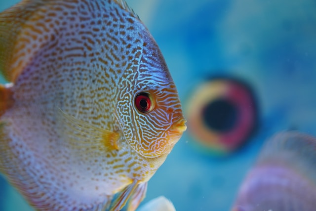 Silicon Valley Fishkeeping 9qgbfezivdg Unsplash