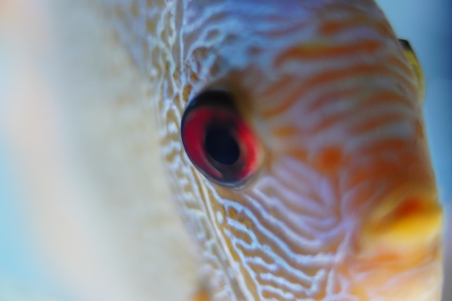 Silicon Valley Fishkeeping Qe9cqpkigfs Unsplash