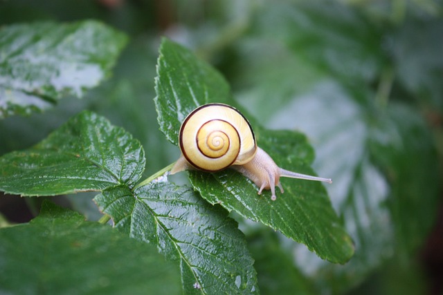 Snail 3845740 640
