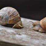 Can Mystery Snails Safely Coexist with African Cichlids?