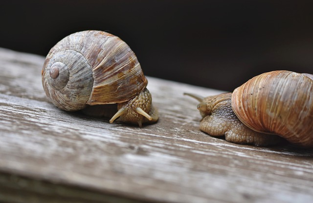 Snail 7056205 640