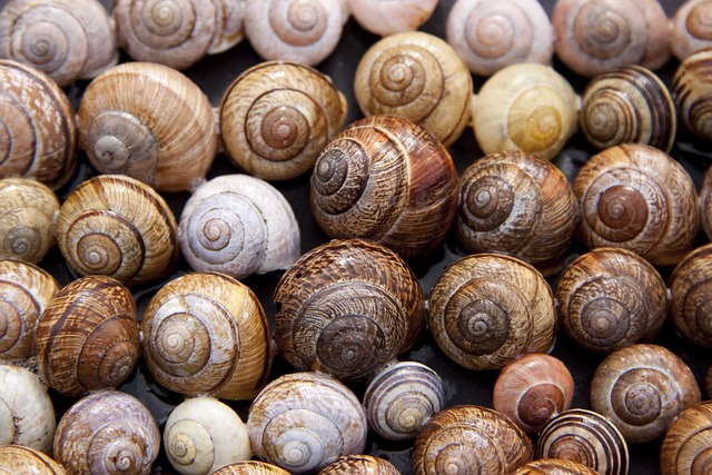 Snail G5c73469c0 640