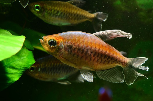 Do Tetra Fish Eat Each Other? Exploring Cannibalistic Behaviors in Tetras