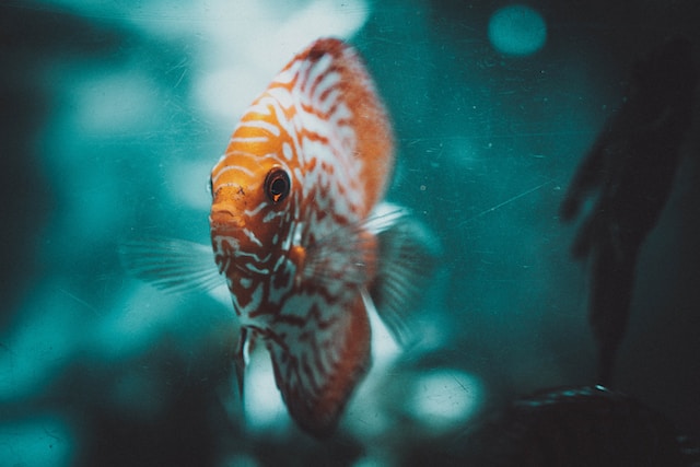 Tim Hufner Enlpcio2uuw Unsplash