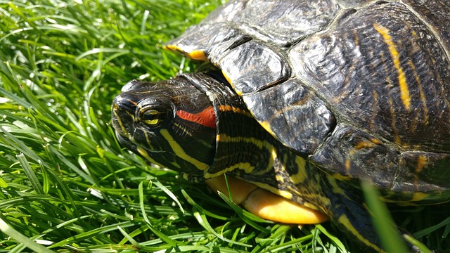 Can Red-Eared Sliders Eat Guppies? Here’s What You Need to Know!