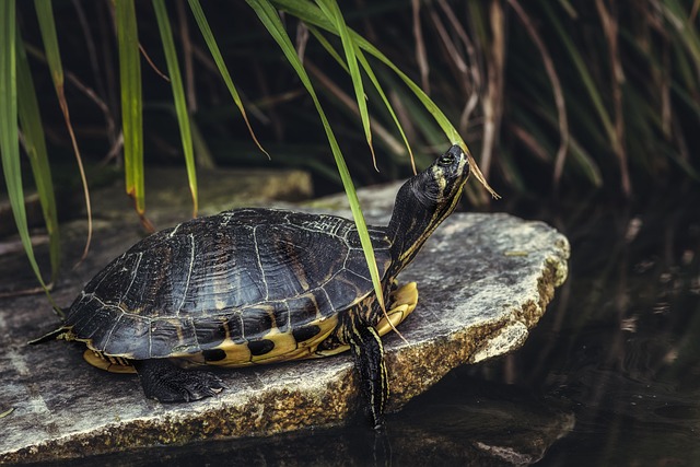 Are Guppies Harmful to Turtles? Everything You Need to Know